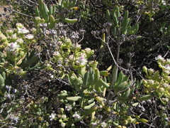 Stoeberia frutescens
