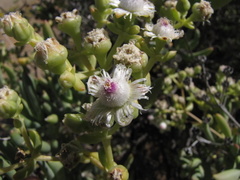 Stoeberia frutescens