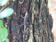 Sceloporus olivaceus
