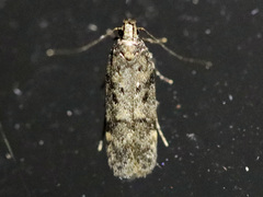 Chionodes formosella