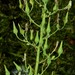 Lactuca canadensis - Photo (c) J. Richard Abbott,  זכויות יוצרים חלקיות (CC BY-NC), הועלה על ידי J. Richard Abbott