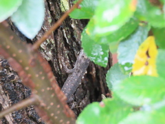 Sceloporus olivaceus