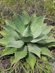 Agave potatorum