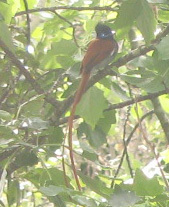 Terpsiphone viridis granti