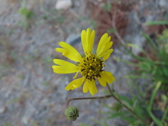 Kyhosia bolanderi