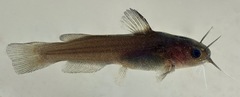 Ameiurus platycephalus
