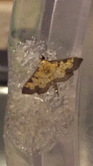 Diacme elealis