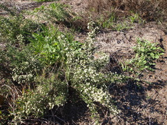 Asparagus capensis capensis