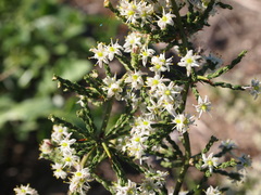 Asparagus capensis capensis