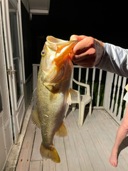 Micropterus floridanus