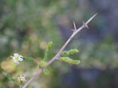 Asparagus capensis capensis