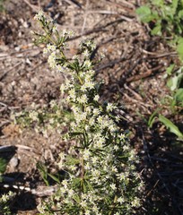 Asparagus capensis capensis