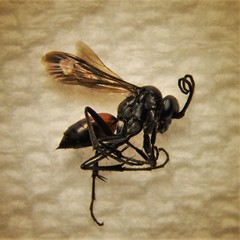 Ammosphex michiganensis