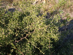 Asparagus capensis capensis