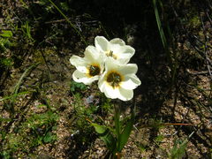 Ixia abbreviata abbreviata