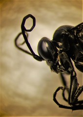 Ammosphex michiganensis