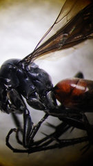 Ammosphex michiganensis