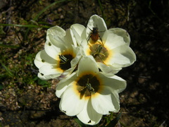 Ixia abbreviata abbreviata
