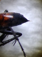 Ammosphex michiganensis