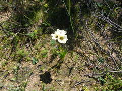 Ixia abbreviata abbreviata