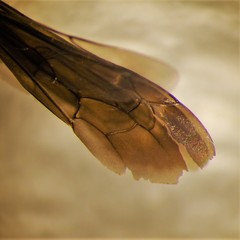 Ammosphex michiganensis