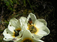 Ixia abbreviata abbreviata