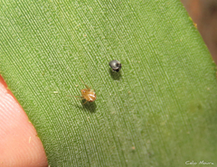 Nihonhimea tesselata