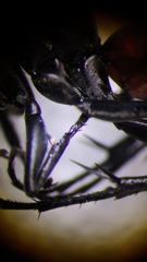 Ammosphex michiganensis