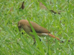 Furnarius rufus