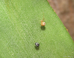 Nihonhimea tesselata