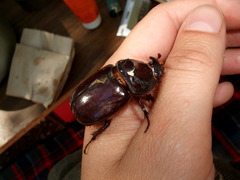 Oryctes nasicornis corniculatus