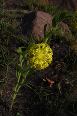 Lasiosiphon kraussianus kraussianus