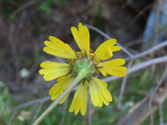 Kyhosia bolanderi