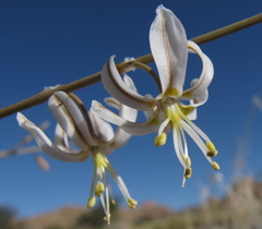 Trachyandra laxa laxa