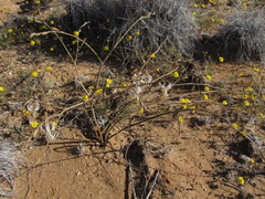 Trachyandra laxa laxa