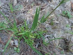 Kyhosia bolanderi