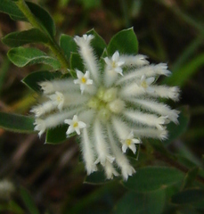 Lasiosiphon calocephalus