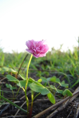 Oxalis smithiana