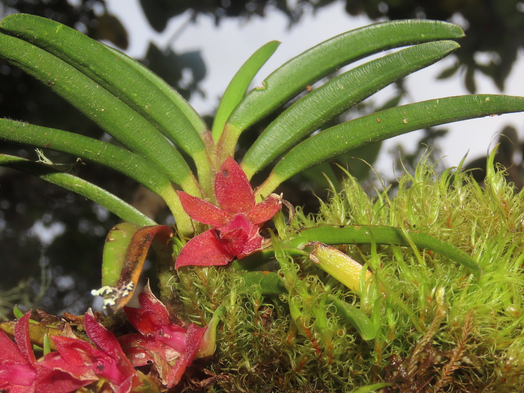Epidendrum psilosepalum Hágsater & E.Santiago