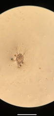 Otodectes cynotis