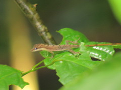 Anolis zeus