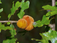 Disholcaspis spongiosa