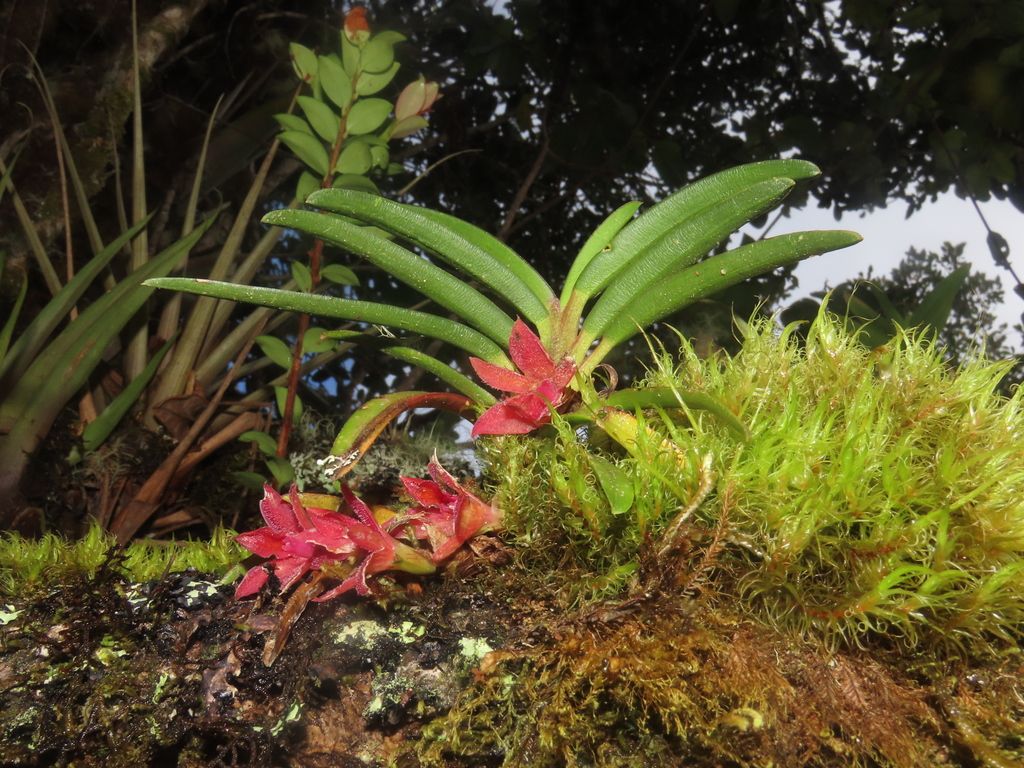 Epidendrum psilosepalum Hágsater & E.Santiago 2