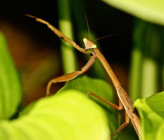 Tenodera sinensis