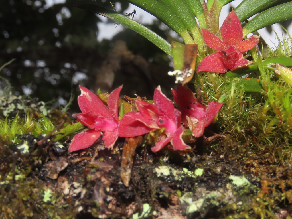 Epidendrum psilosepalum Hágsater & E.Santiago 3