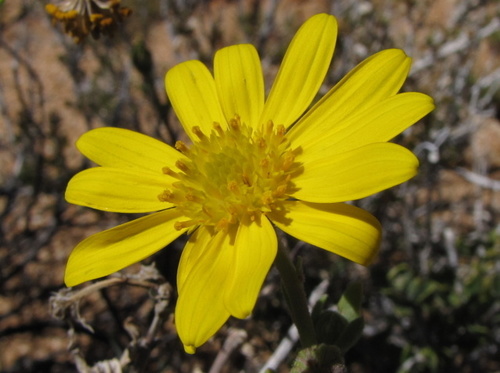 Osteospermum sinuatum image