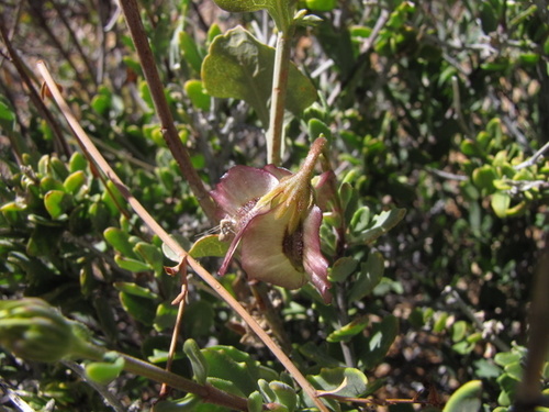 Osteospermum sinuatum image