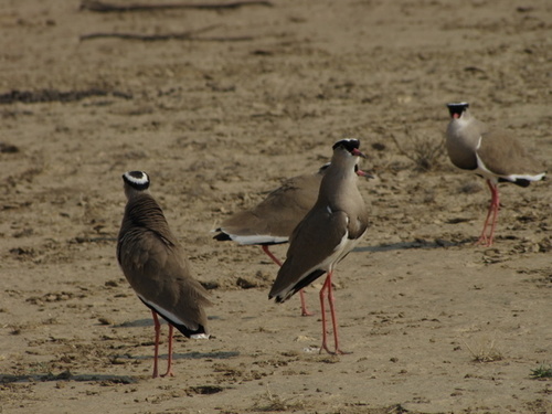 Crowned Lapwing