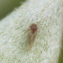 Heteropsylla
