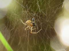 Nihonhimea tesselata